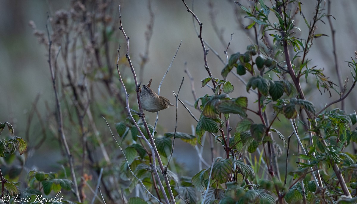 Eurasian Wren (Eurasian) - ML300179711