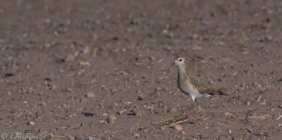 European Golden-Plover - ML300179791