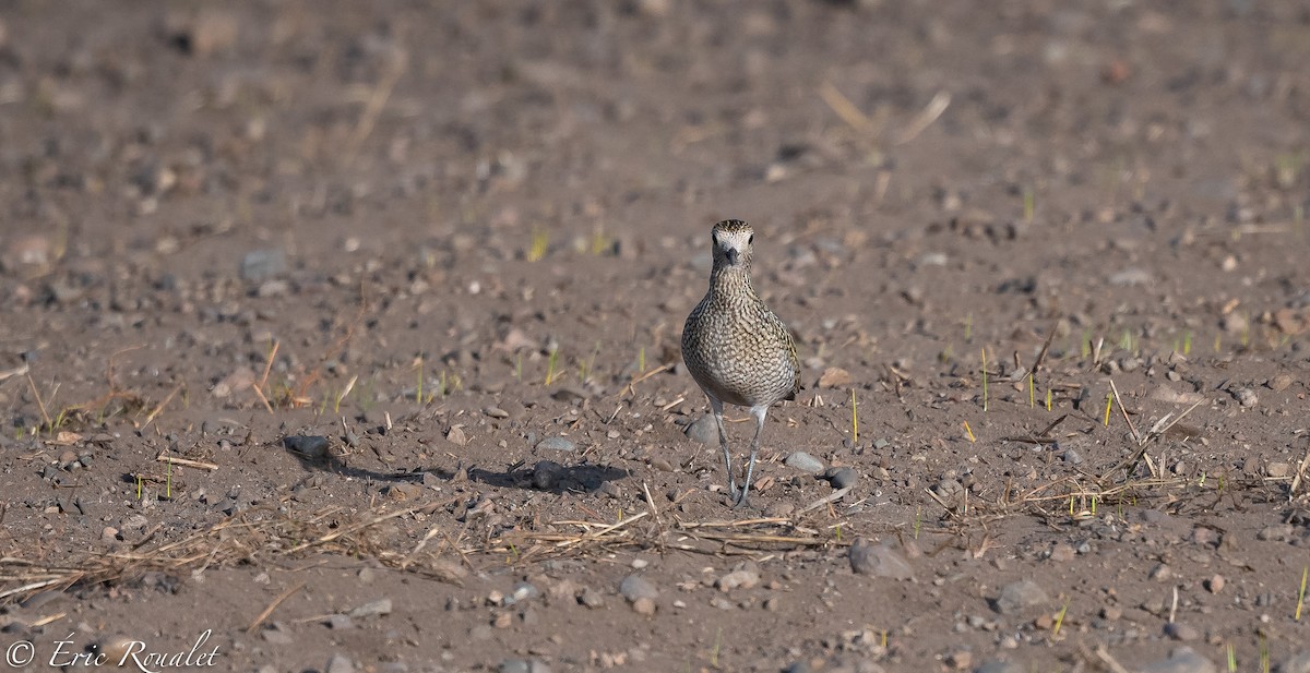 European Golden-Plover - ML300179801