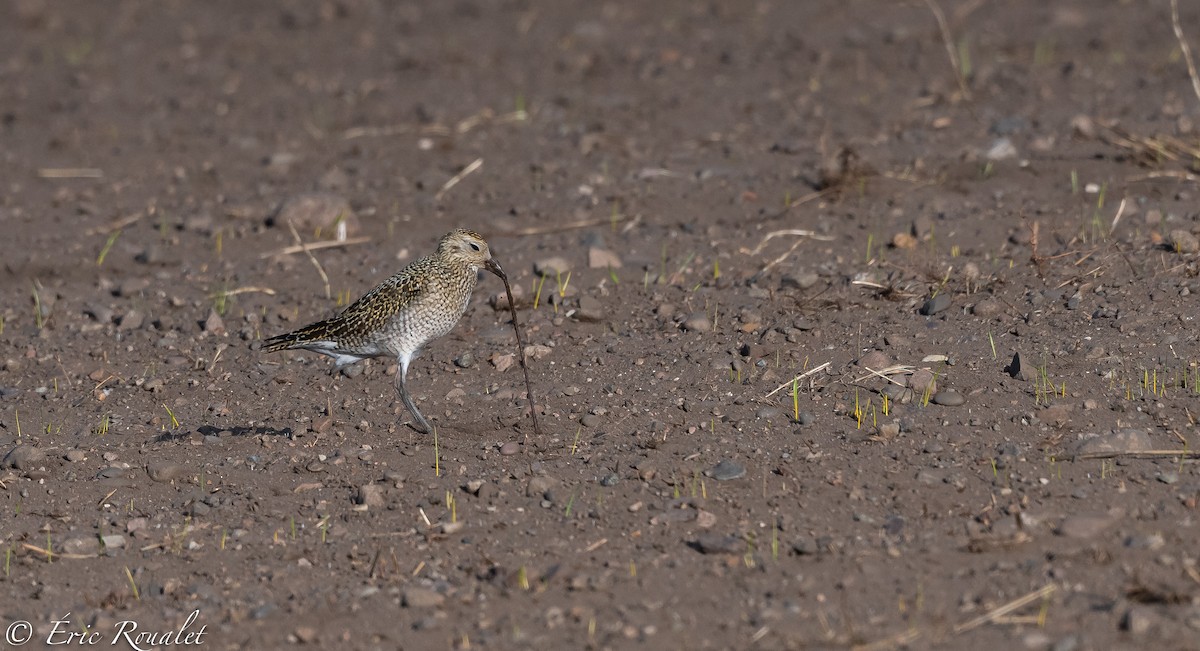 European Golden-Plover - Eric Francois Roualet