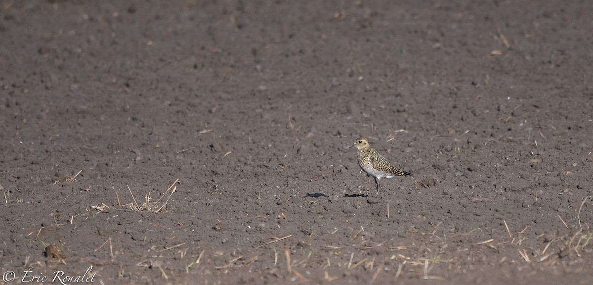 European Golden-Plover - ML300179821