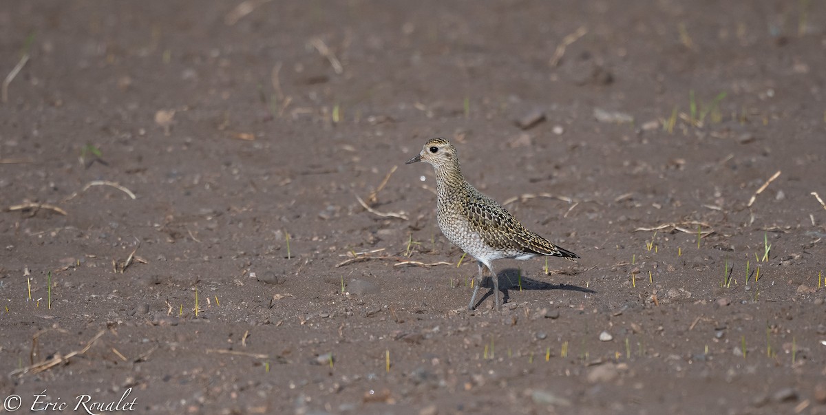 European Golden-Plover - Eric Francois Roualet