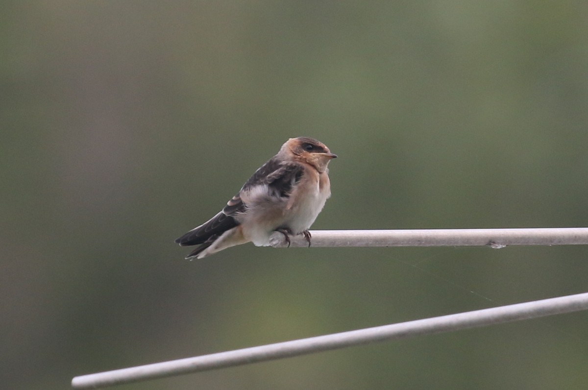 Cave Swallow - James Rieman