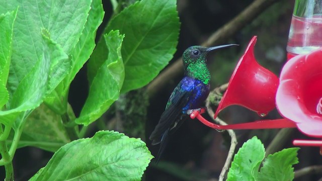 kolibřík vidloocasý [skupina fannyae] - ML300180511