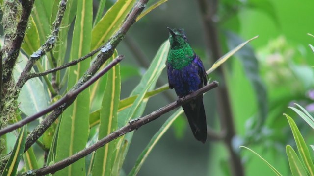 Crowned Woodnymph (Green-crowned) - ML300182101