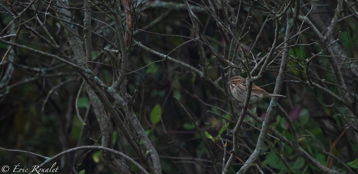 Reed Bunting - ML300183121