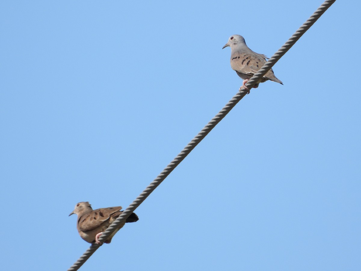 Plain-breasted Ground Dove - ML300183461