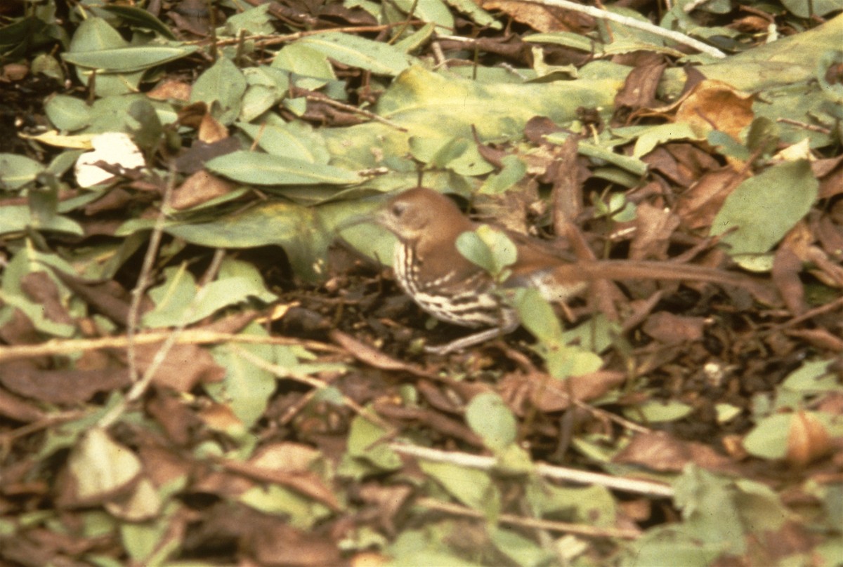 Cozumel Thrasher - Karl Overman