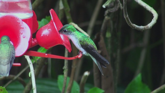 kolibřík andský - ML300186721