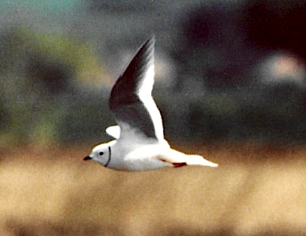 Ross's Gull - ML300188621