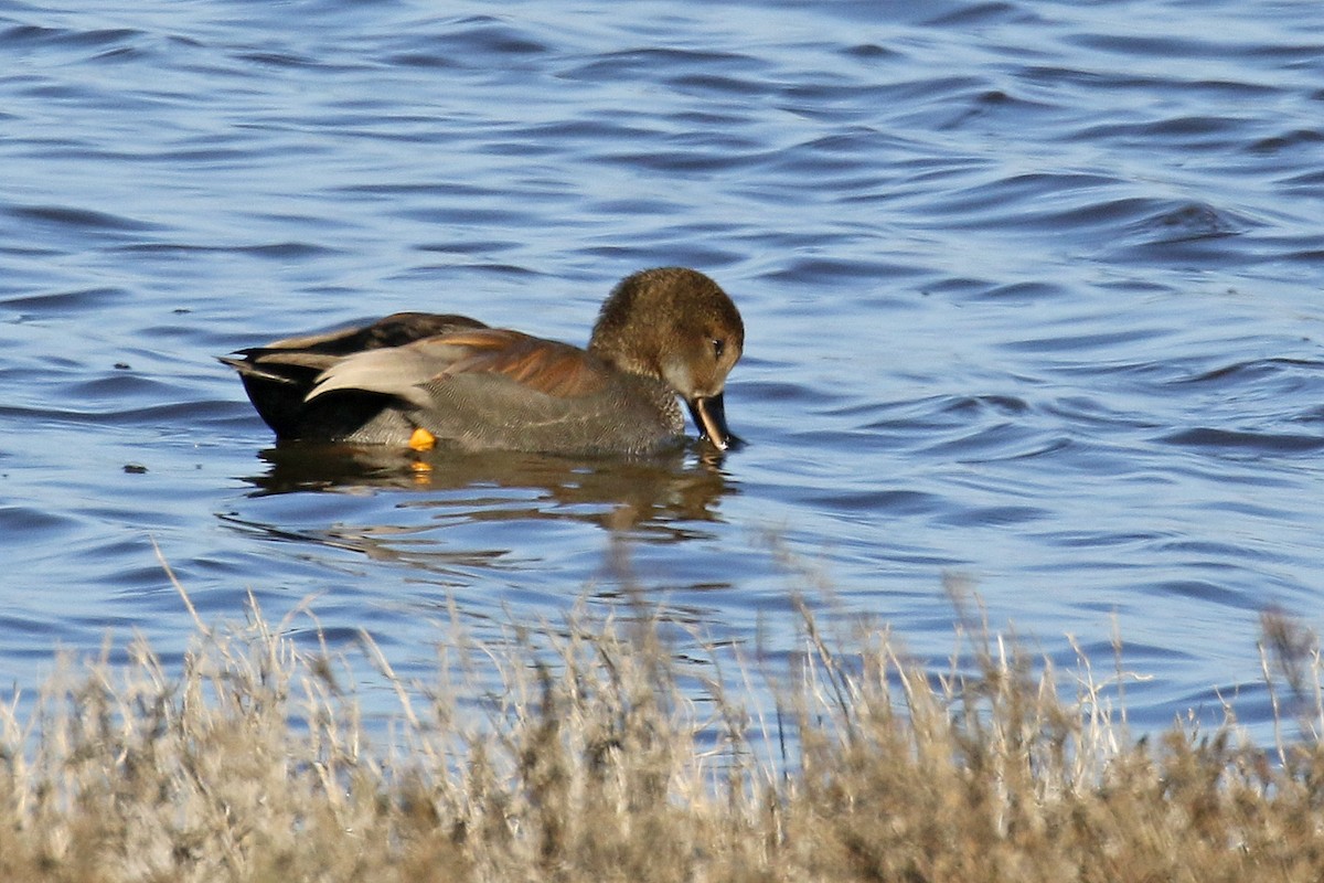 Gadwall - ML300189311