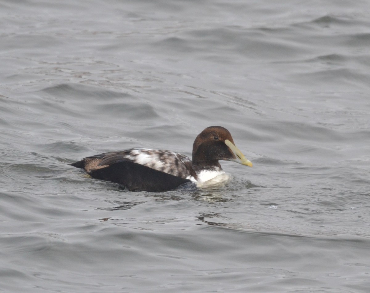 Common Eider - ML300192101