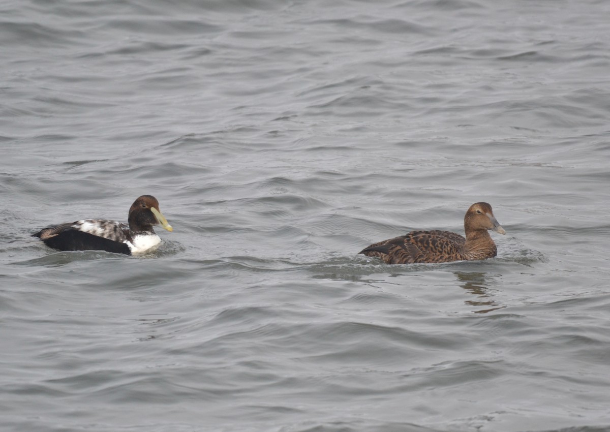 Common Eider - ML300192121