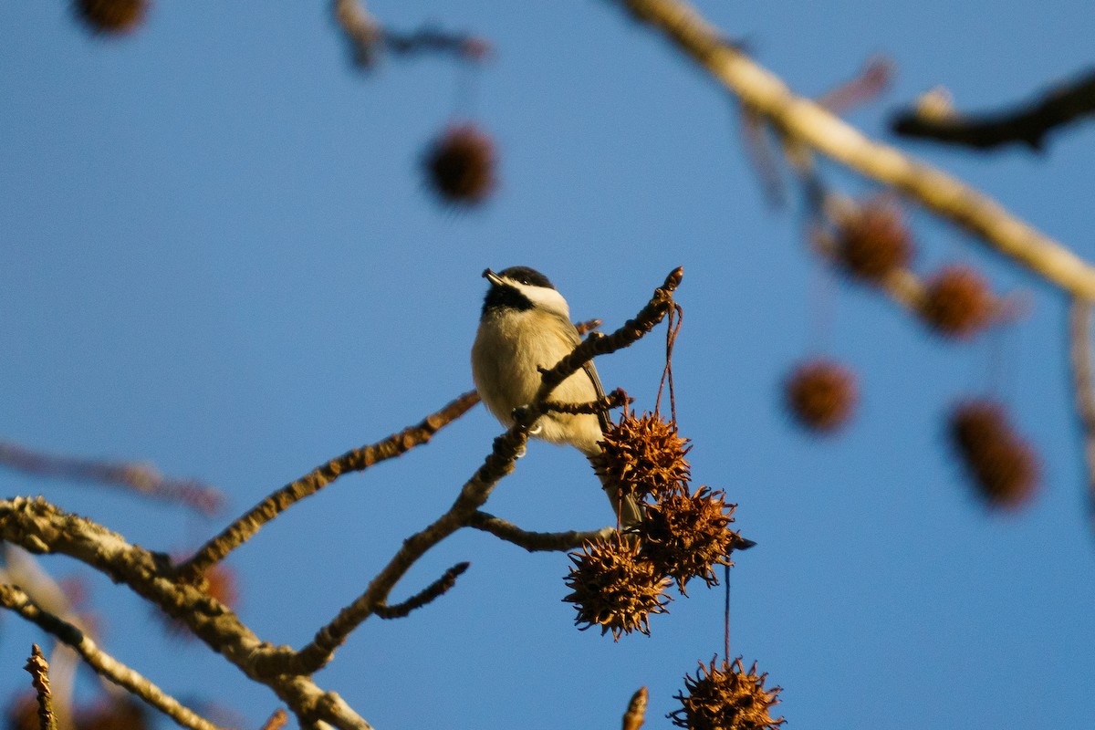 Carolina Chickadee - ML300192161