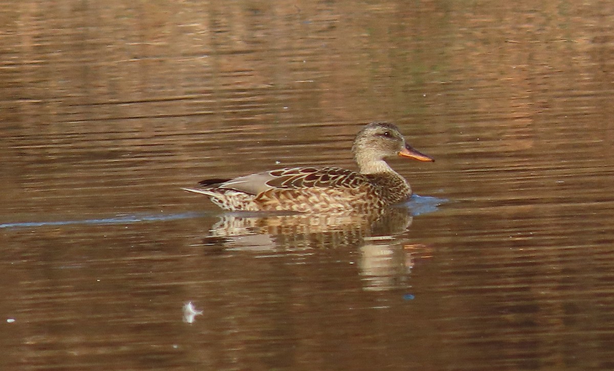 Gadwall - ML300192391
