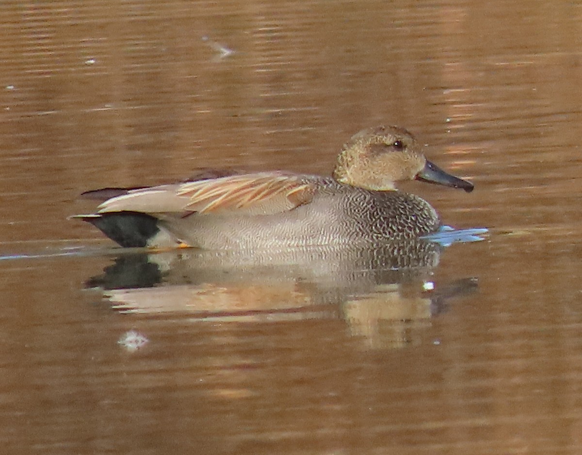 Gadwall - ML300192401
