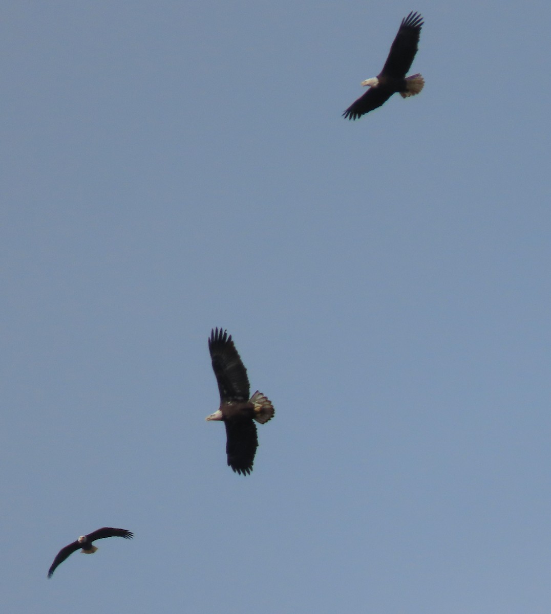 Bald Eagle - ML300192561