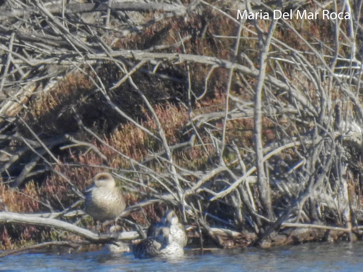 Marbled Duck - ML300192651