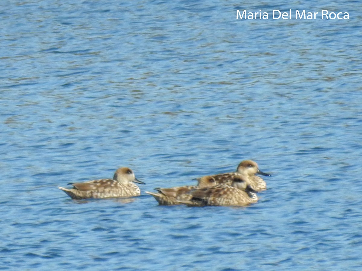 Marbled Duck - ML300192661