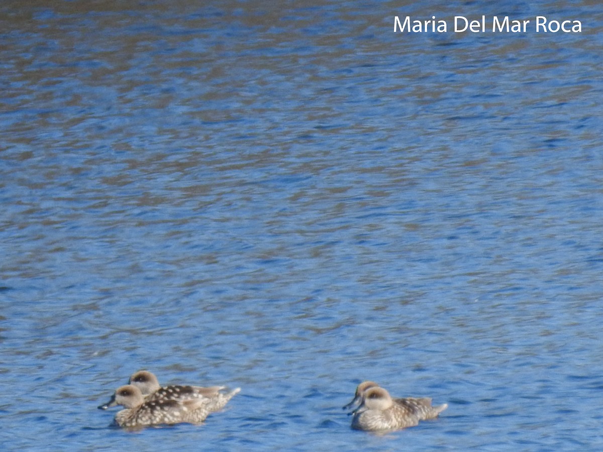Marbled Duck - ML300192671