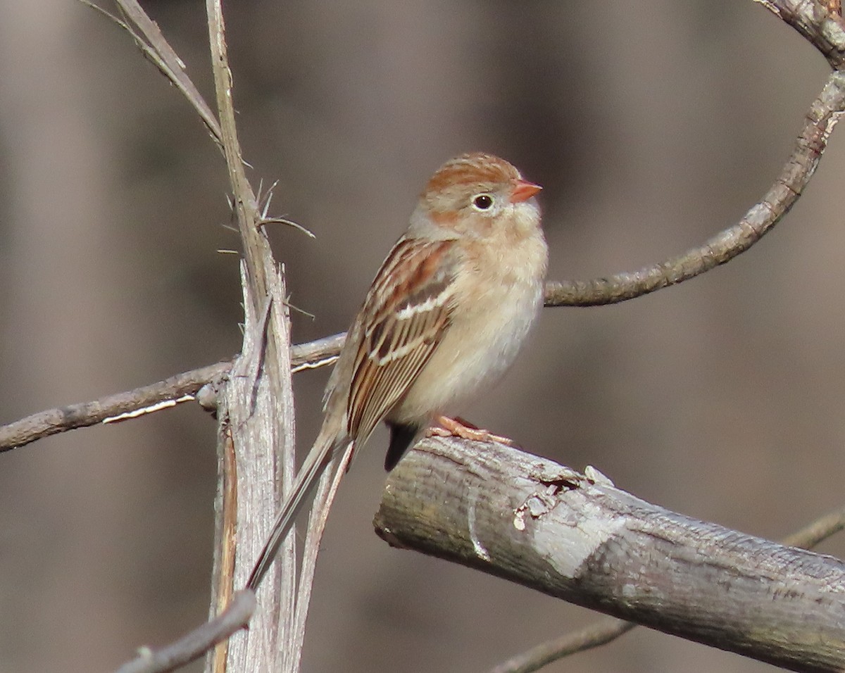 Field Sparrow - ML300192931