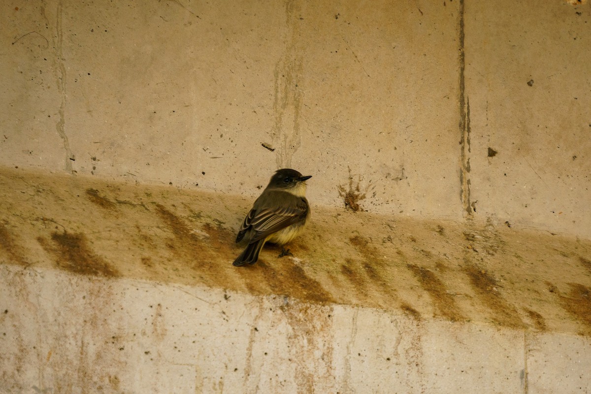 Eastern Phoebe - ML300193021