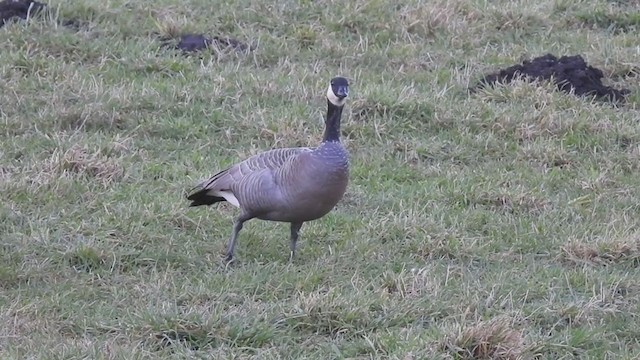 Cackling Goose - ML300193401