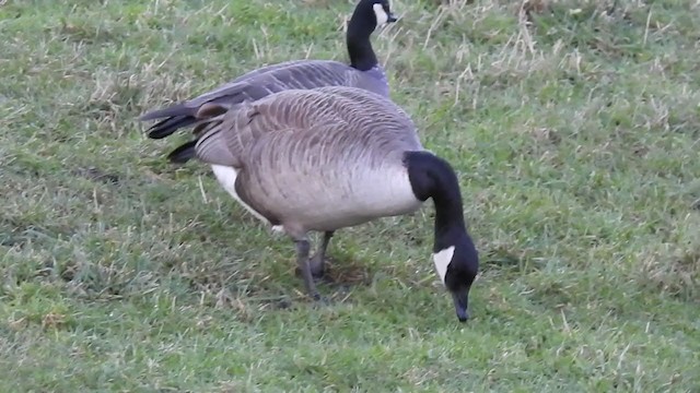 Cackling Goose - ML300194411