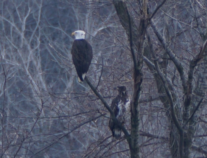 Bald Eagle - ML300196701