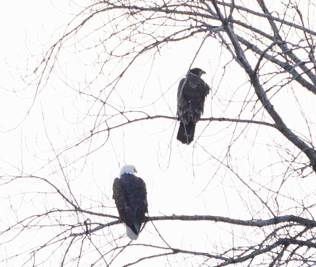 Bald Eagle - ML300196711