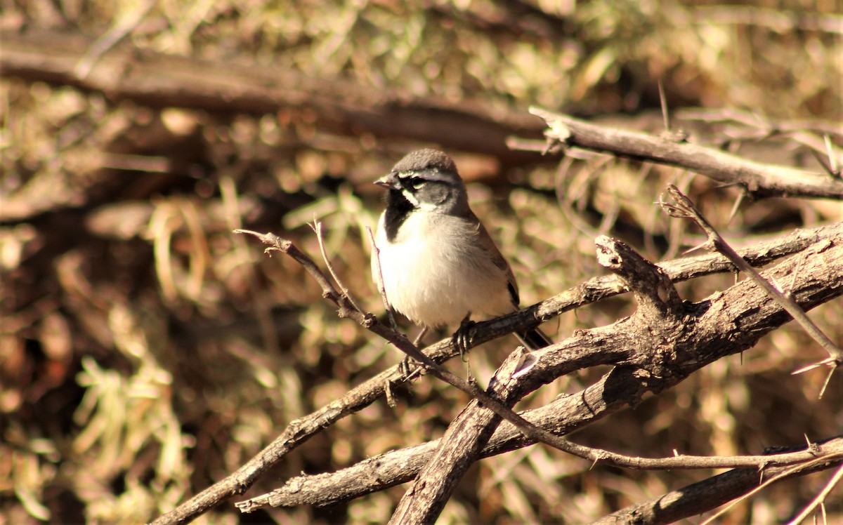 Black-throated Sparrow - Ken Tracey