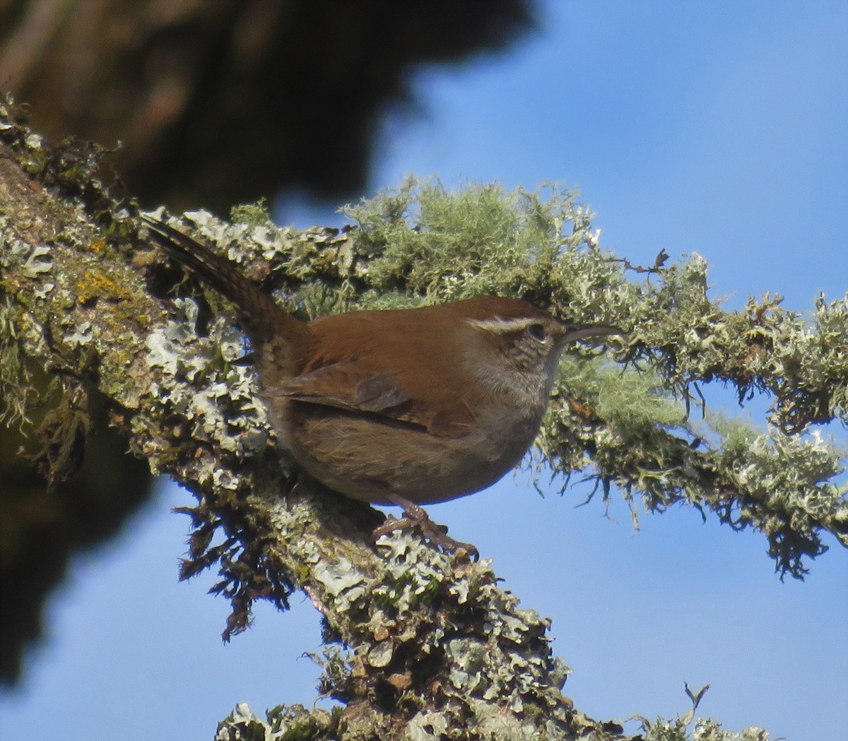 Bewick's Wren - ML300198361