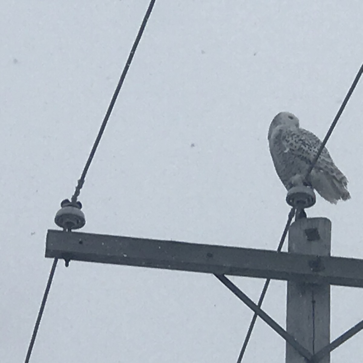 Snowy Owl - ML300198471