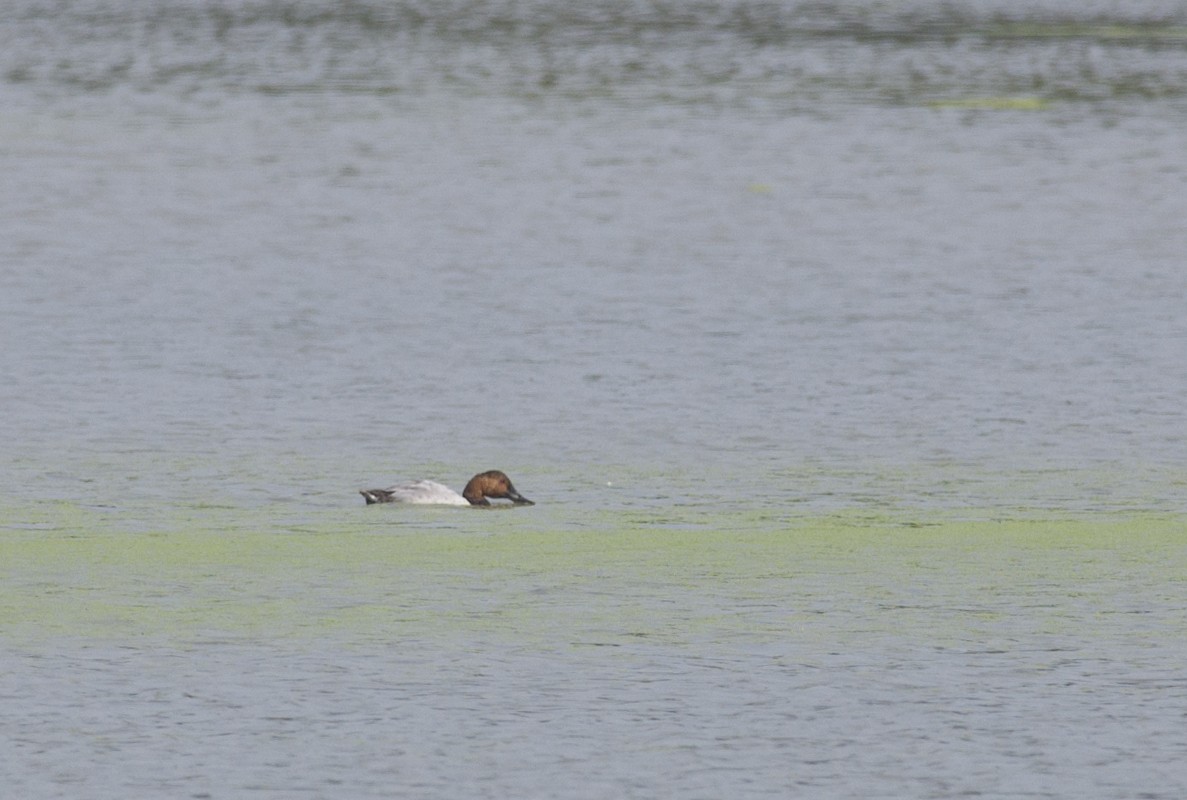 Canvasback - Joshua Vandermeulen