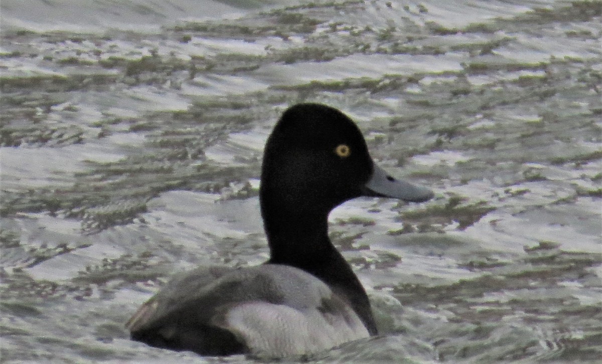 Lesser Scaup - ML300203031