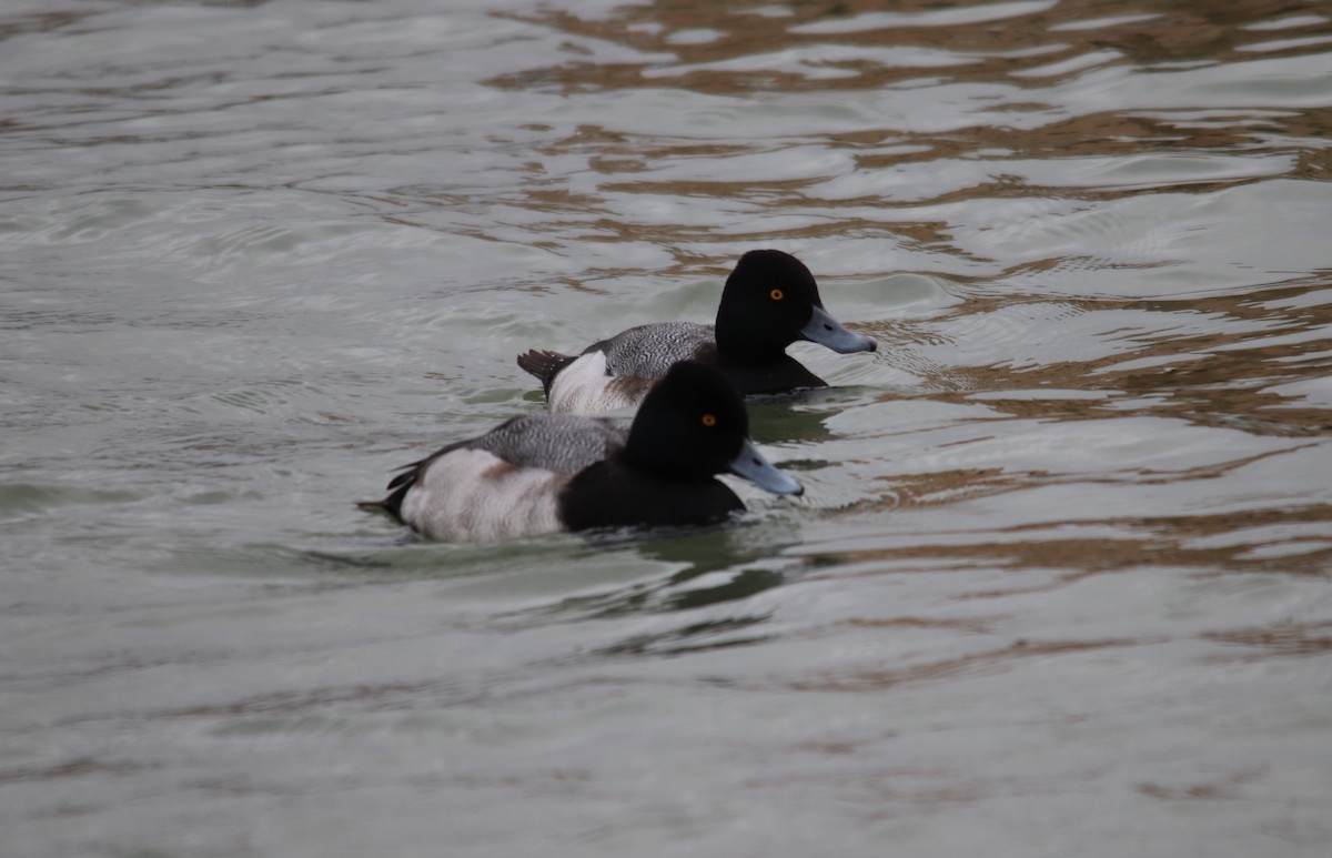 Lesser Scaup - Peter Veighey