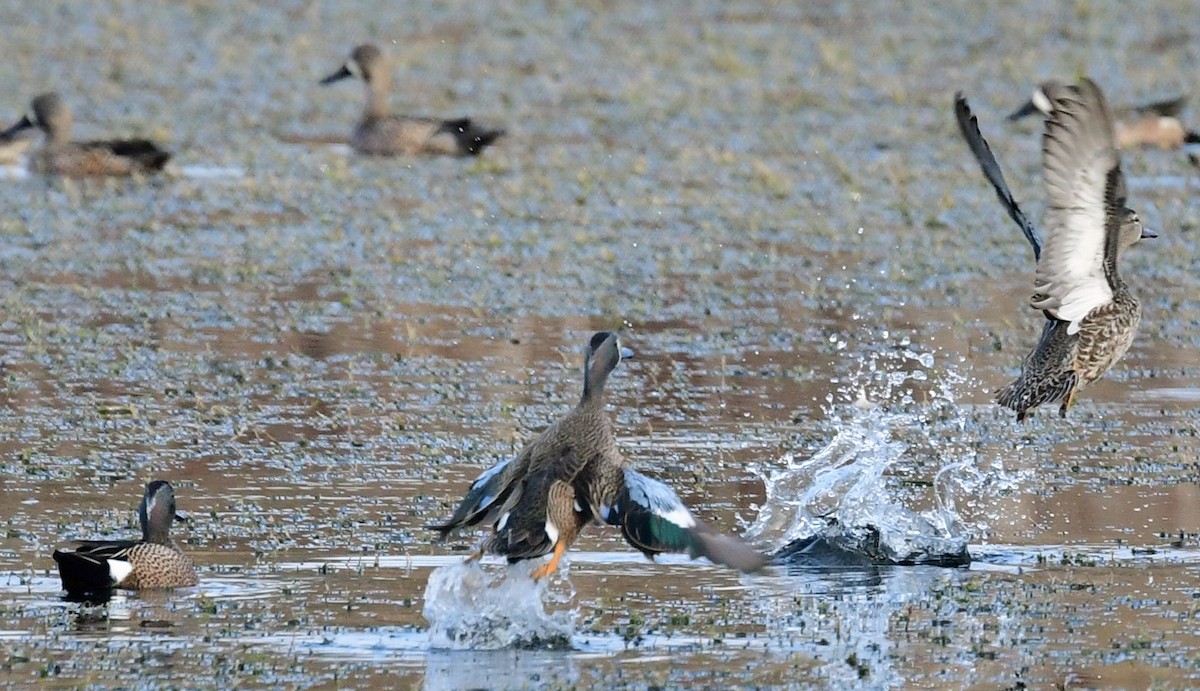 Blue-winged Teal - ML300204341