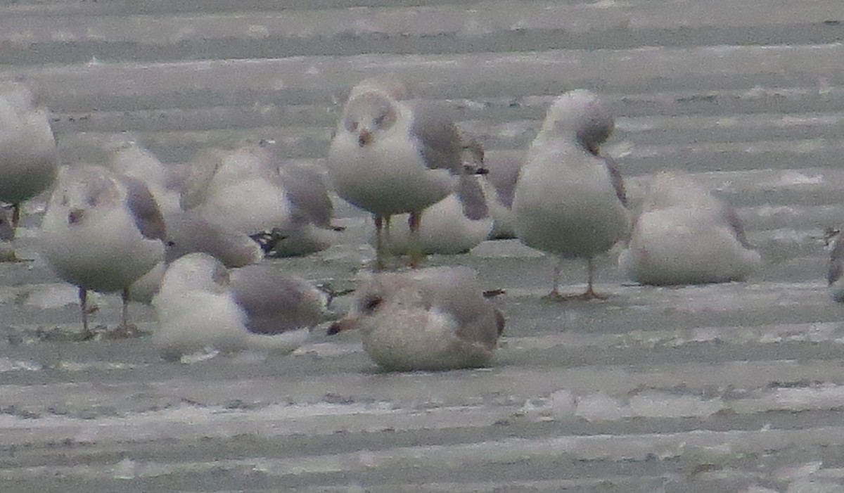 クロワカモメ - ML300204461