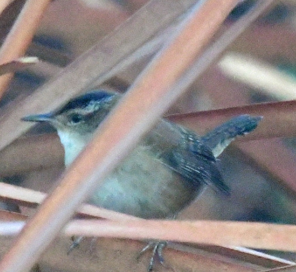 Marsh Wren - ML300205321