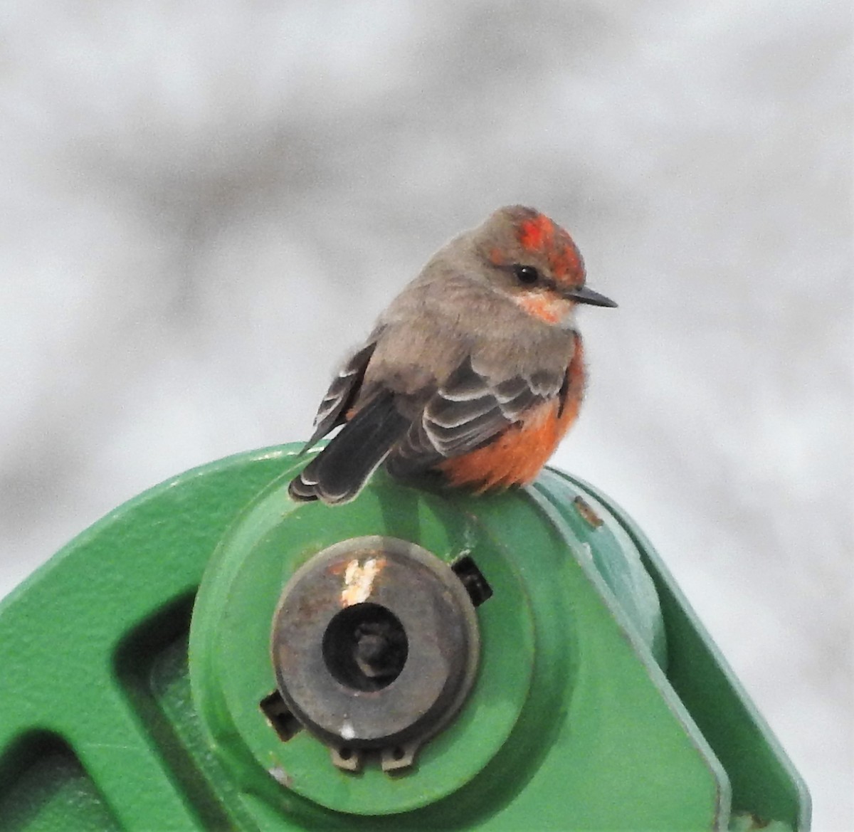 Vermilion Flycatcher - ML300205731