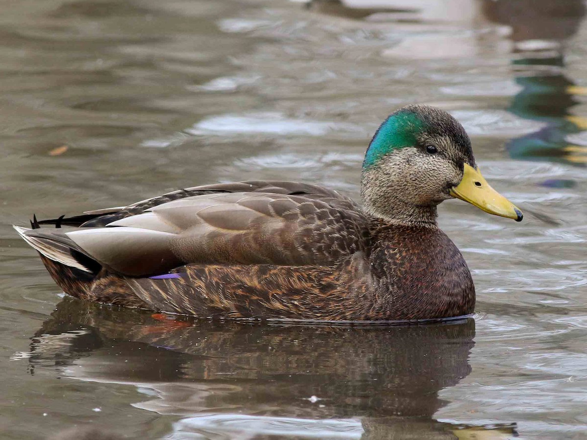 Male (hybrid with American Black Duck)