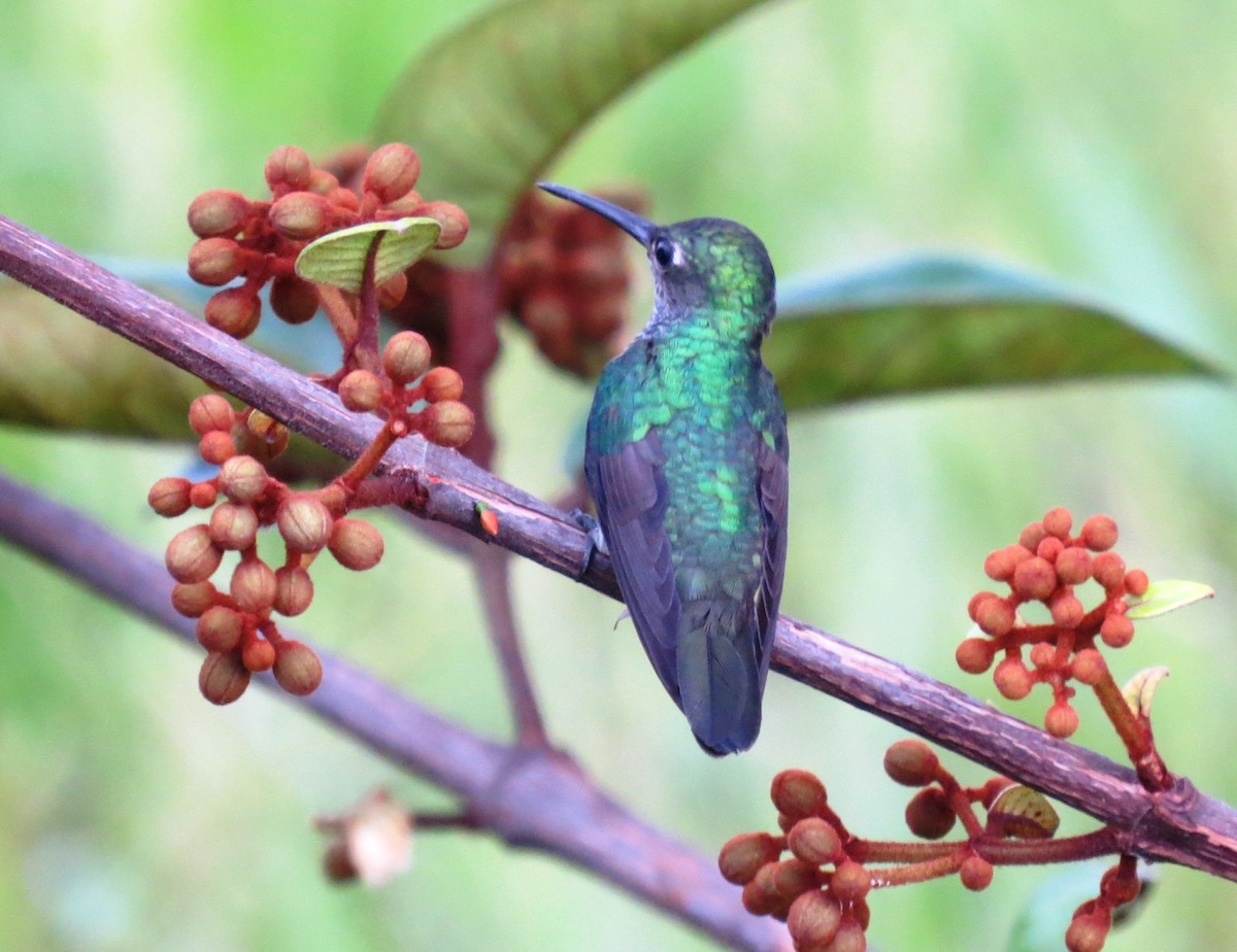 Blue-chinned Sapphire - ML300207131