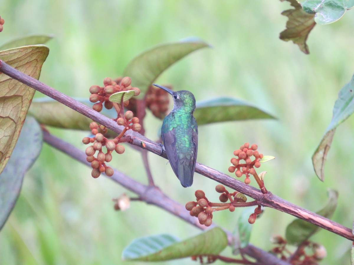 Blue-chinned Sapphire - ML300207181