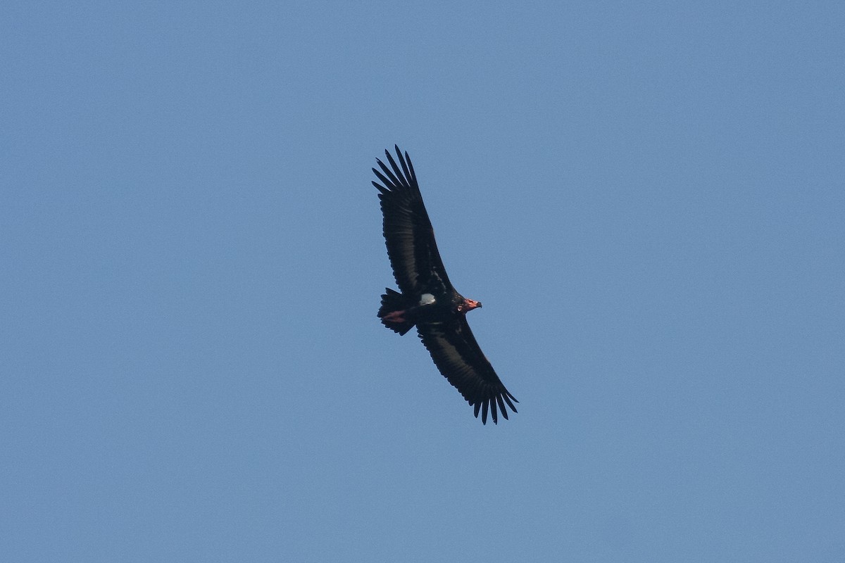 Red-headed Vulture - Peter Kennerley