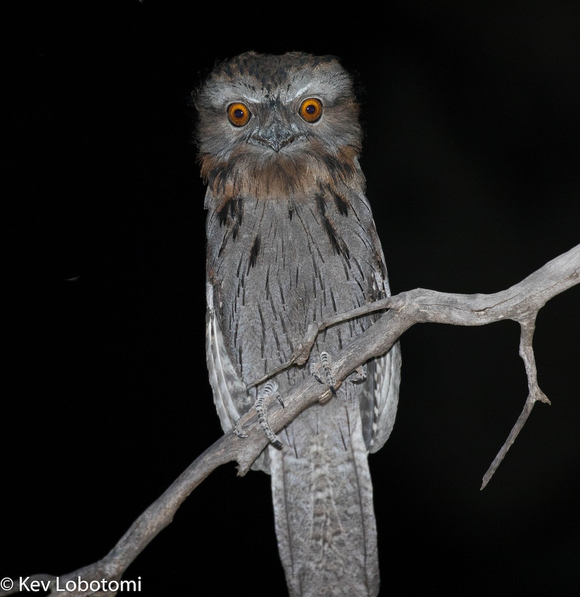 Tawny Frogmouth - ML300211161