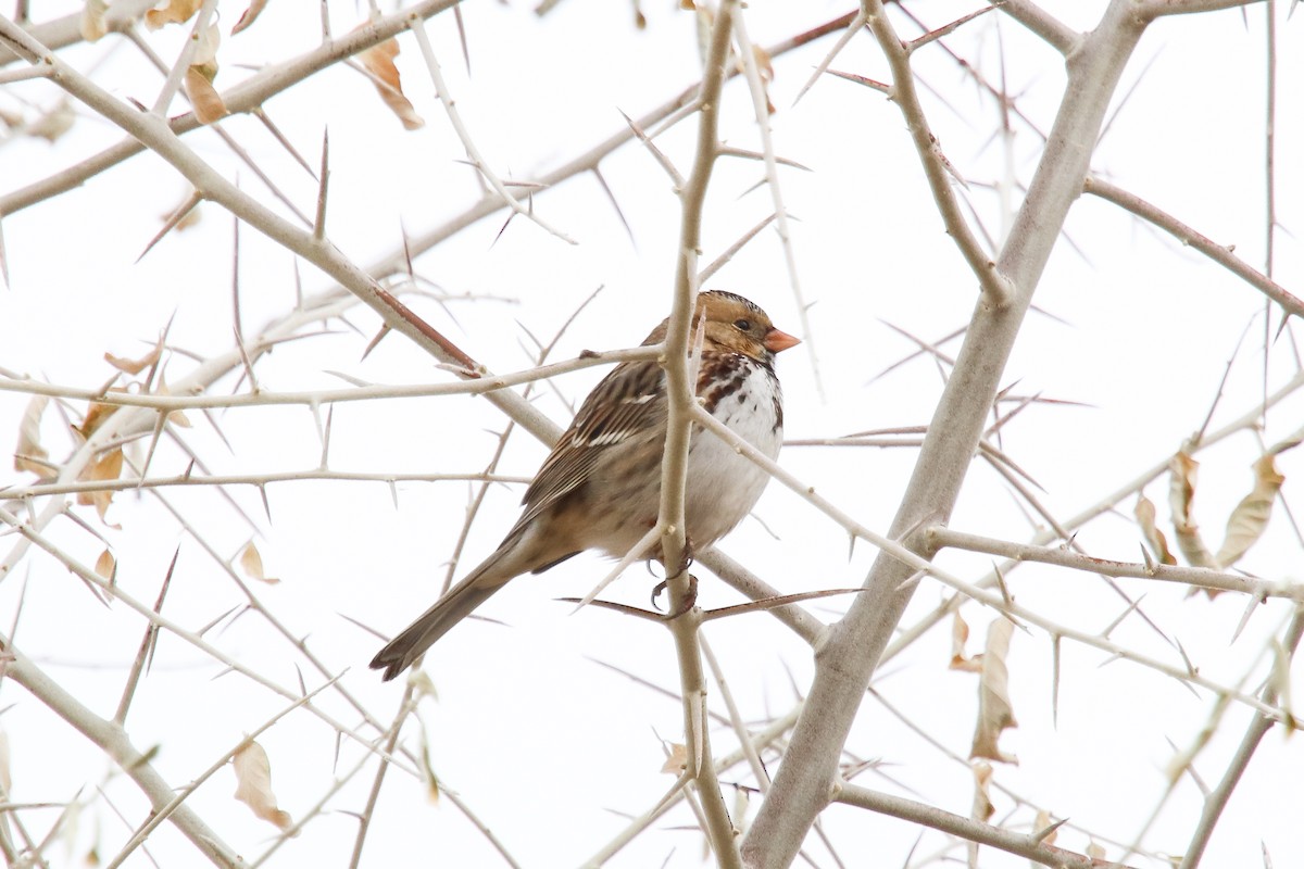 Harris's Sparrow - ML300213191