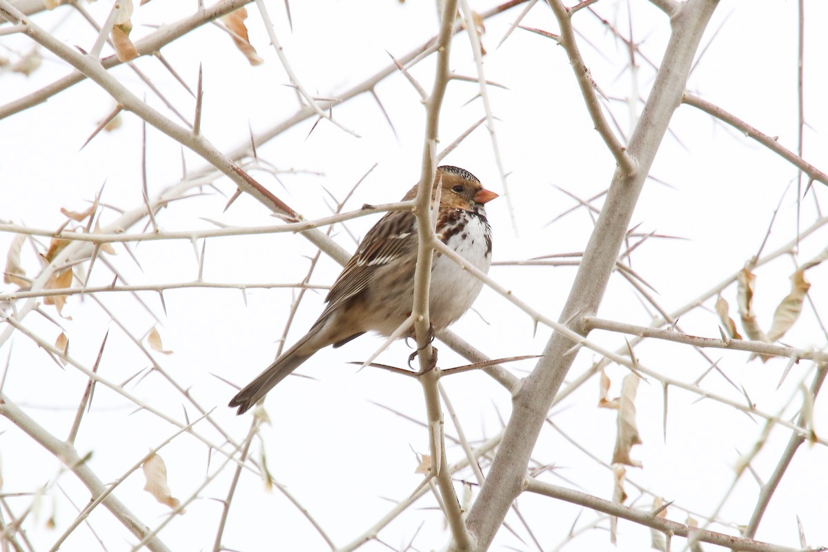 Harris's Sparrow - Carly Farley