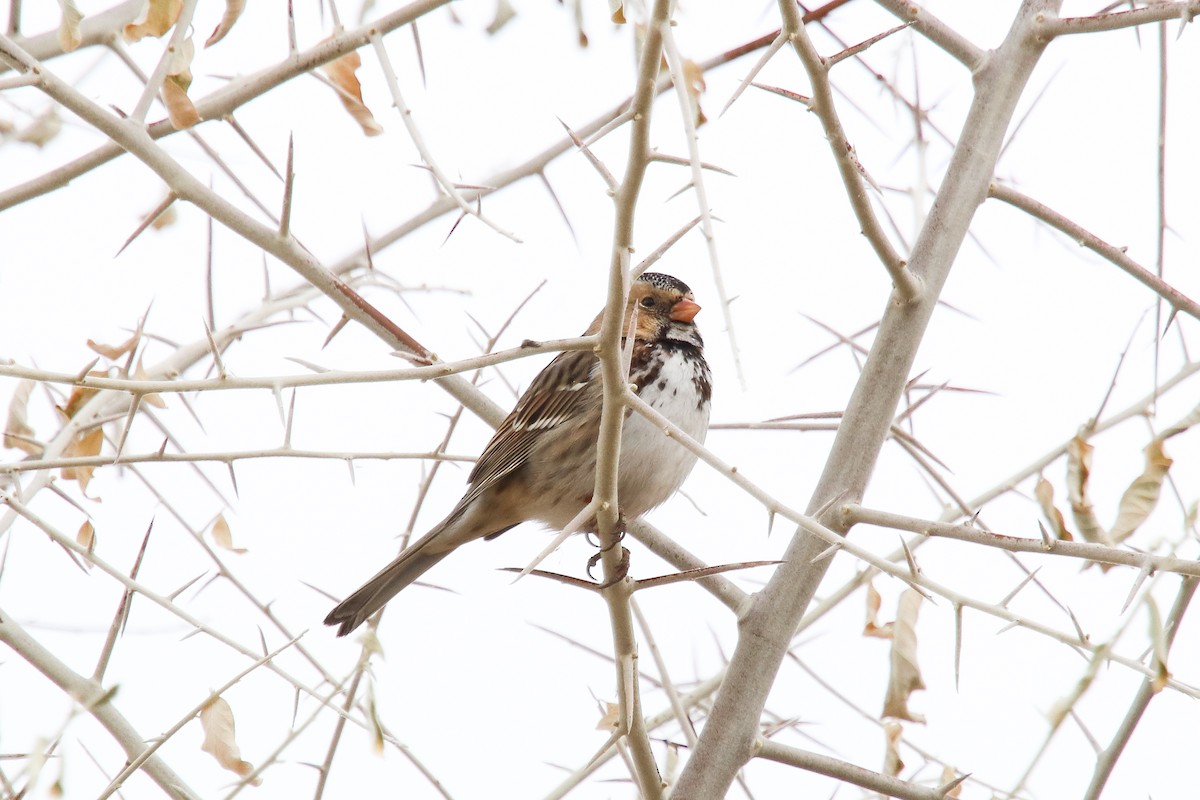 Harris's Sparrow - ML300213281