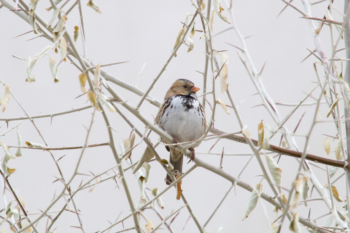 Harris's Sparrow - ML300213291