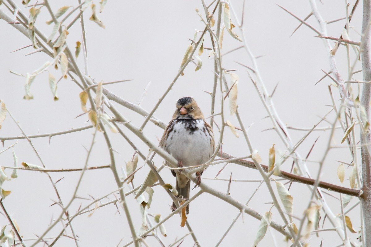 Harris's Sparrow - ML300213301